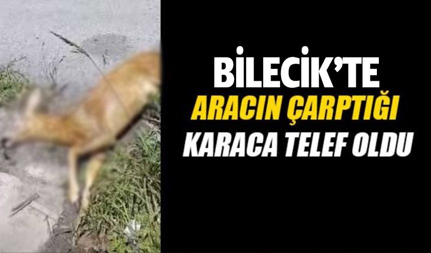 ARACIN ÇARPTIĞI KARACA TELEF OLDU