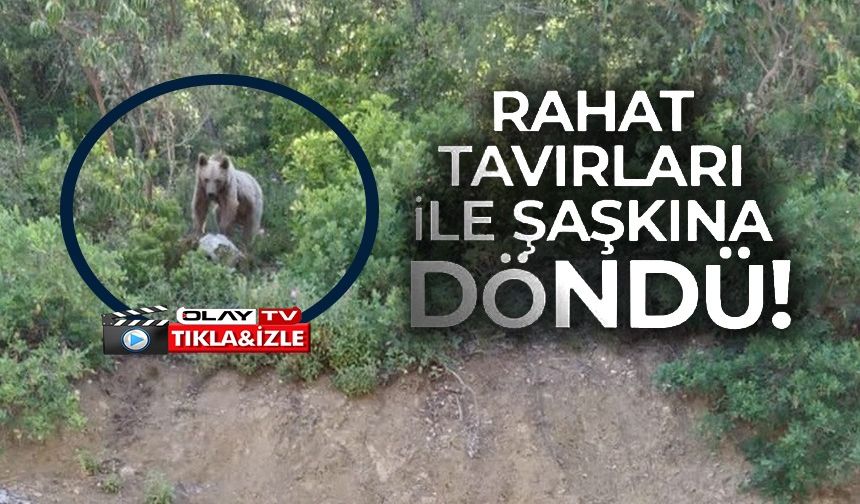 RAHAT TAVIRLARIYLA SÜRÜCÜLERİ ŞAŞIRTAN AYI