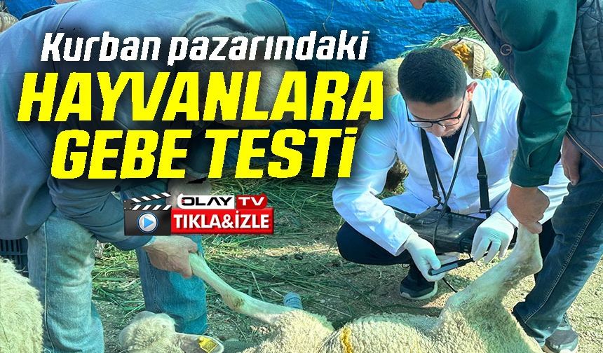 KURBAN SATIŞ PAZARINDA HAYVANLARA GEBELİK TESTİ YAPILIYOR