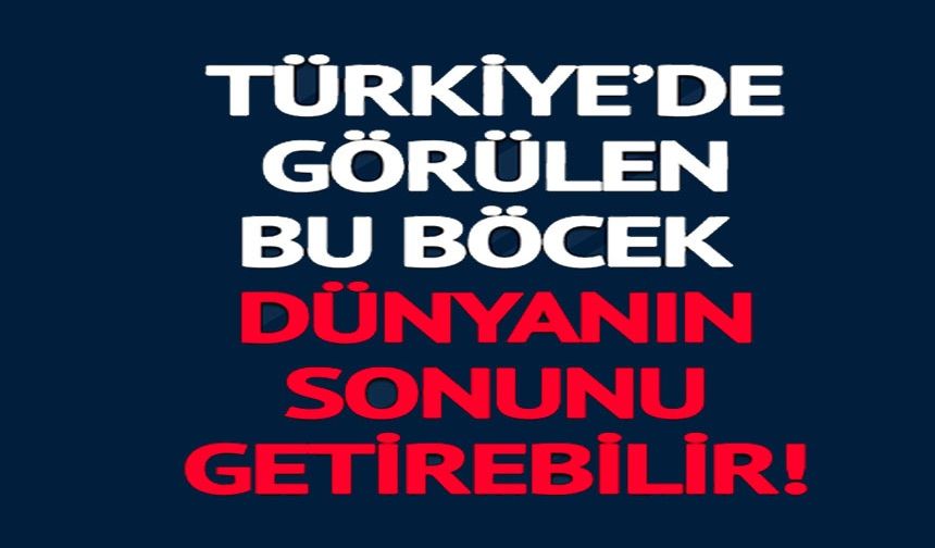 BU BÖCEK DÜNYANIN SONUNU GETİREBİLİR!