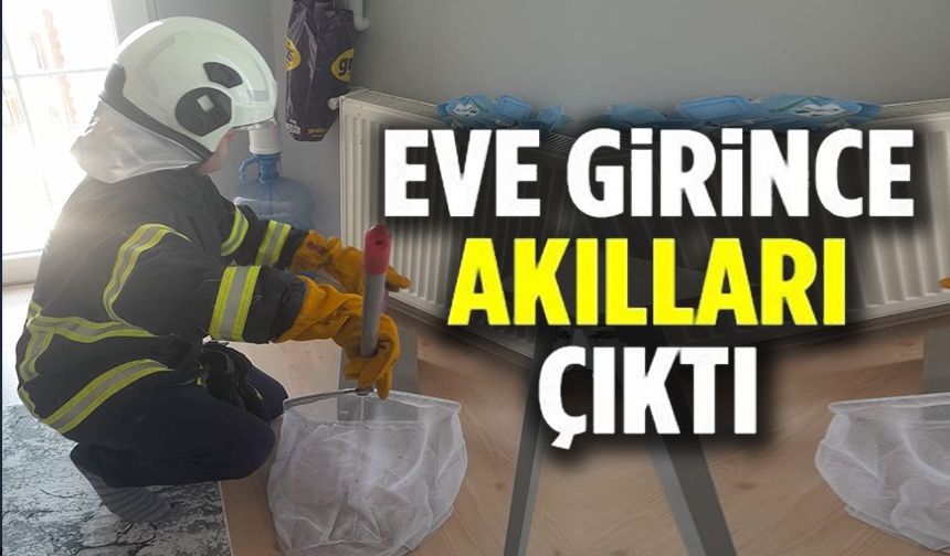 EVE GİRİNCE AKILLARI ÇIKTI