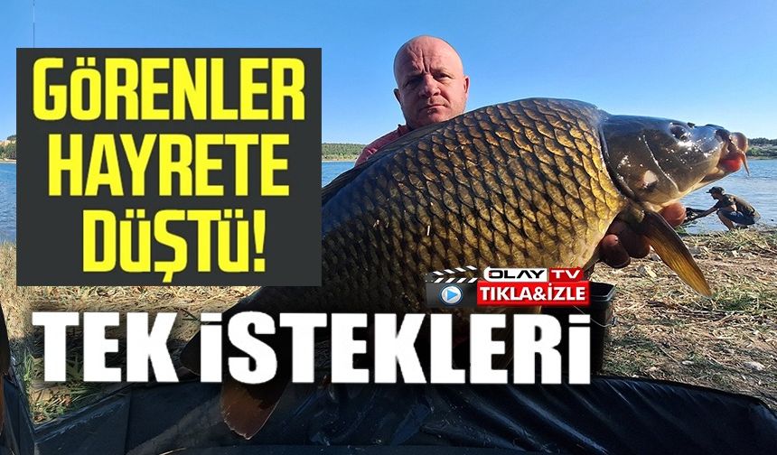 YAKALADIKLARI DEVASA SAZANLARI YENİDEN SUYA BIRAKTILAR