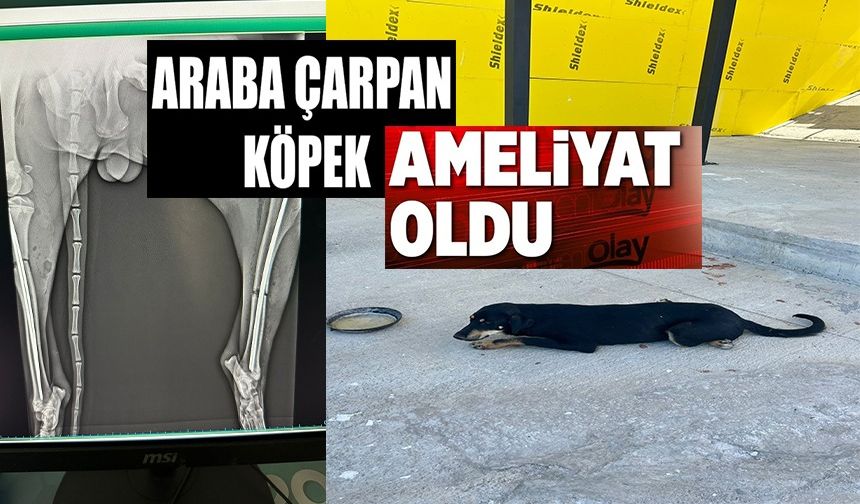 OSMANELİ'NDE ARACIN ÇARPTIĞI KÖPEK AMELİYAT EDİLDİ