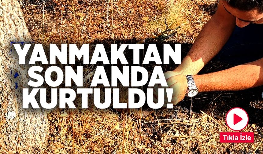 KAPLUMBAĞA YANGINDAN SON ANDA KURTARILDI
