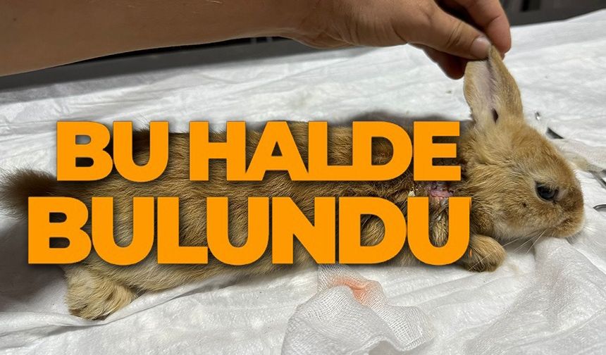 YARALI HALDE BULUNAN TAVŞAN TEDAVİ ALTINA ALINDI