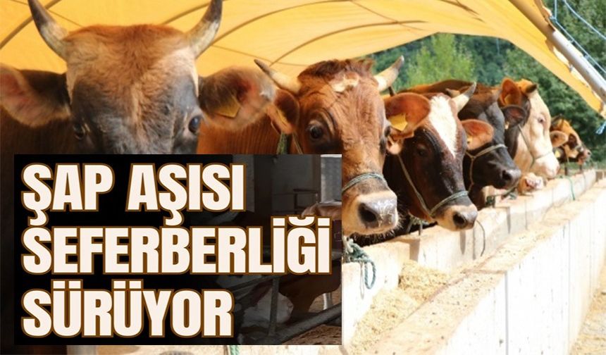 ŞAP AŞISI SEFERBERLİĞİ