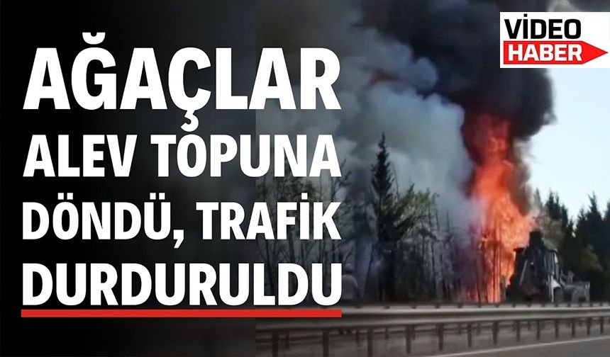 AĞAÇLAR ALEV TOPUNA DÖNDÜ, TRAFİK DURDURULDU
