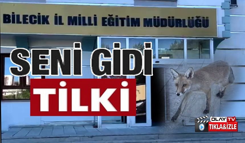 TİLKİ HAYRETE DÜŞÜRDÜ