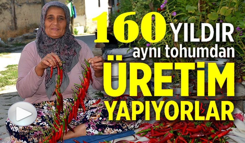 160 YILDIR AYNI TOHUMDAN ACI BİBER ÜRETİYORLAR