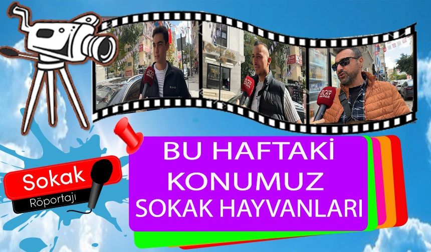 BU HAFTAKİ KONUMUZ SOKAK HAYVANLARI