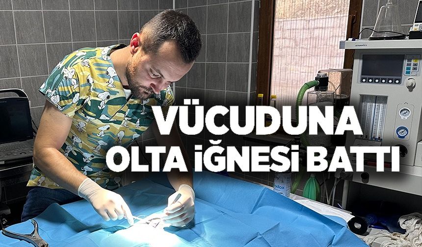 OLTA İĞNESİ BATMIŞ KEDİ KURTARILDI