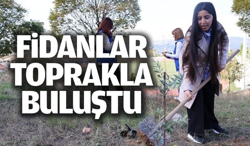 ZEYTİN FİDANLARI TOPRAKLA BULUŞTU