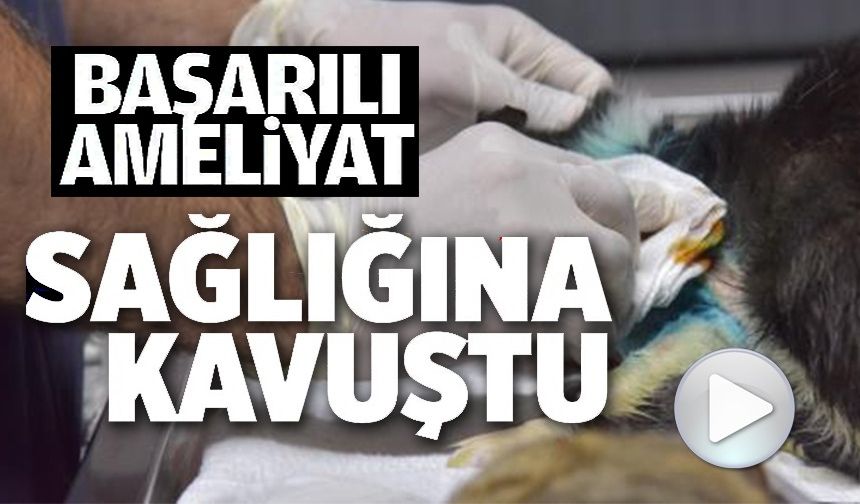 DİSTAL OBLİK KIRIĞI TESPİT EDİLEN KEDİ 2 SAATLİK OPERASYON İLE SAĞLIĞINA KAVUŞTU