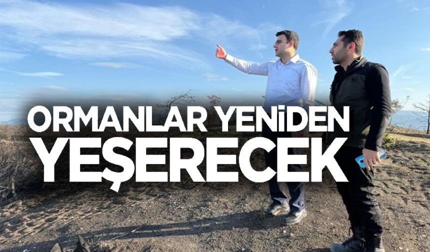 YANGIN ALANLARI YEŞİLE BÜRÜNÜYOR