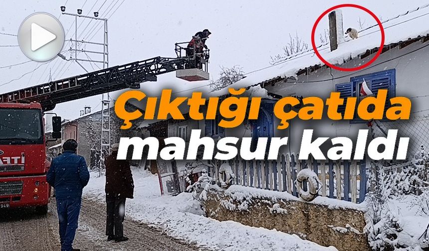KARLA KAPLI ÇATIDA MAHSUR KALAN MİNİK KÖPEK KURTARILDI