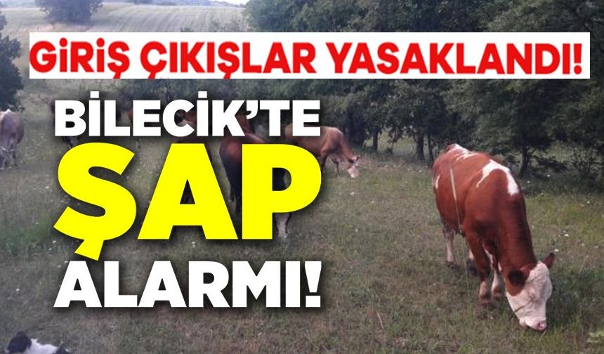 BİLECİK'TE ŞAP ALARMI: HAYVAN GİRİŞ-ÇIKIŞLARI YASAKLANDI