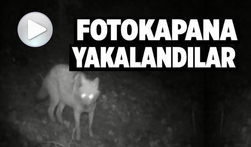 KURT VE ÇAKAL AYNI FOTOKAPANDA