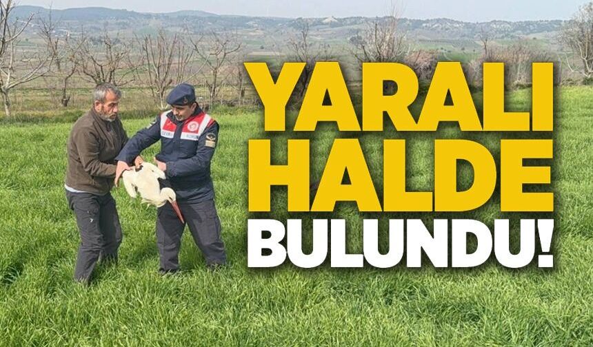 YARALI LEYLEK YETKİLİLERE TESLİM EDİLDİ