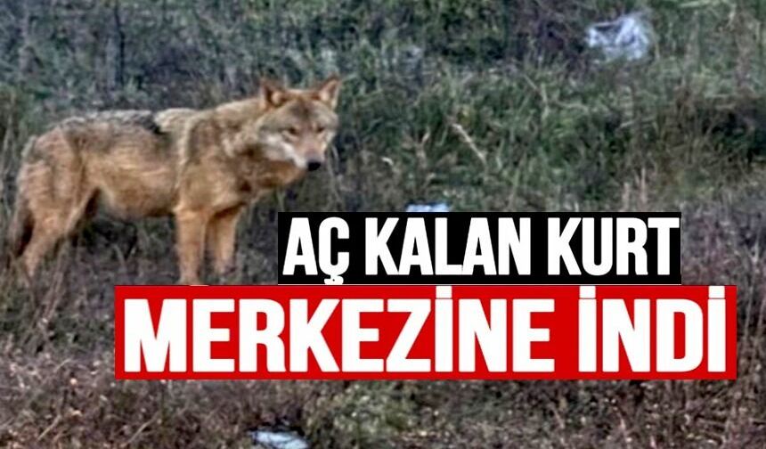 BİLECİK'TE İNSANLARDAN KAÇMAYAN KURT