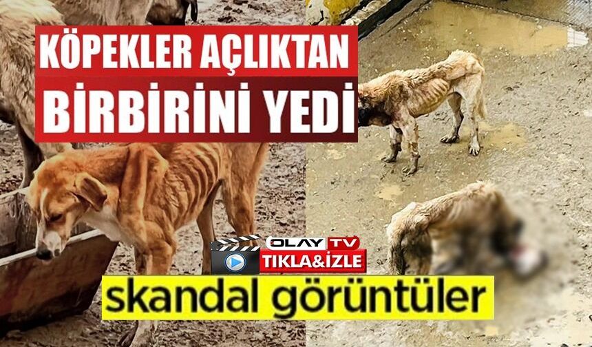 BOZÜYÜK BELEDİYESİ'NE AİT BARINAKTA AÇ KALAN KÖPEKLER BİRBİRİNİ YEDİ