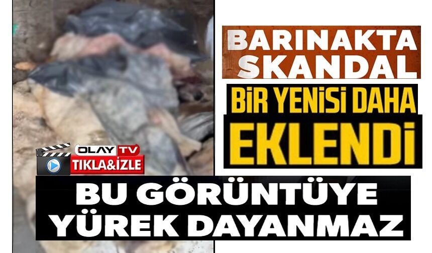 BOZÜYÜK'TEKİ BARINAK SKANDALINA BİR YENİSİ DAHA EKLENDİ