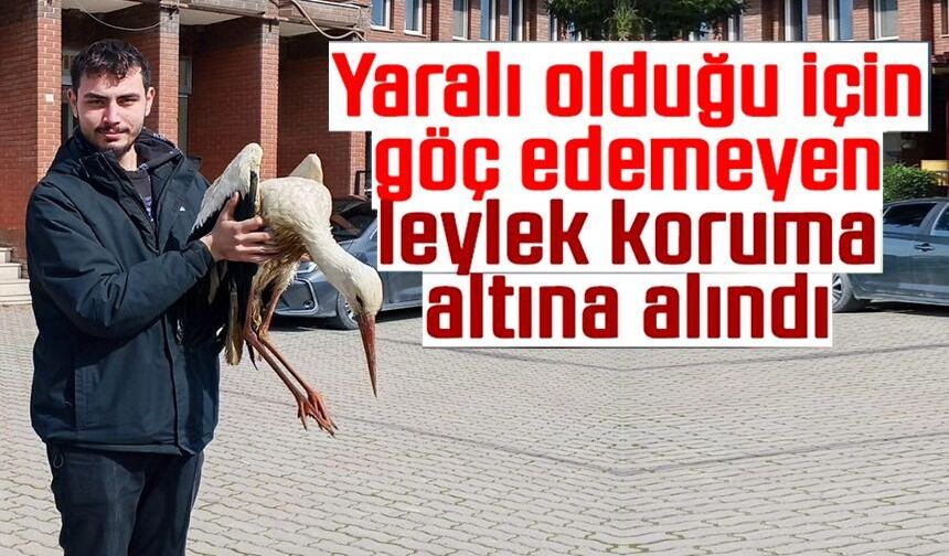 YARALI LEYLEK KORUMA ALTINA ALINDI