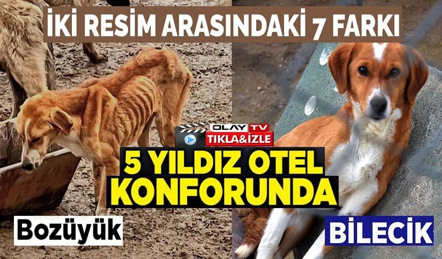 BİLECİK BELEDİYESİ SOKAK HAYVANLARI TEDAVİ VE REHABİLİTASYON MERKEZİ'NDE MUTLU YAŞAM