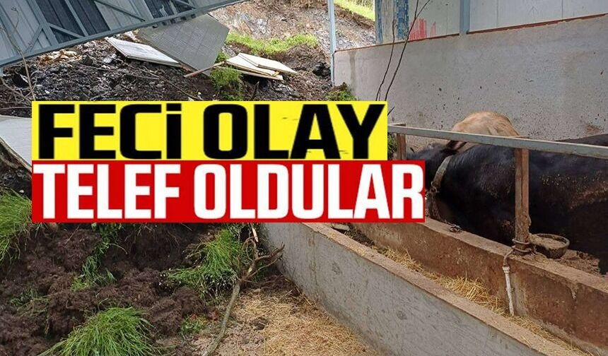 TOPRAK ALTINDA KALAN 4 BÜYÜKBAŞ HAYVANDAN 3'Ü KURTARILAMADI
