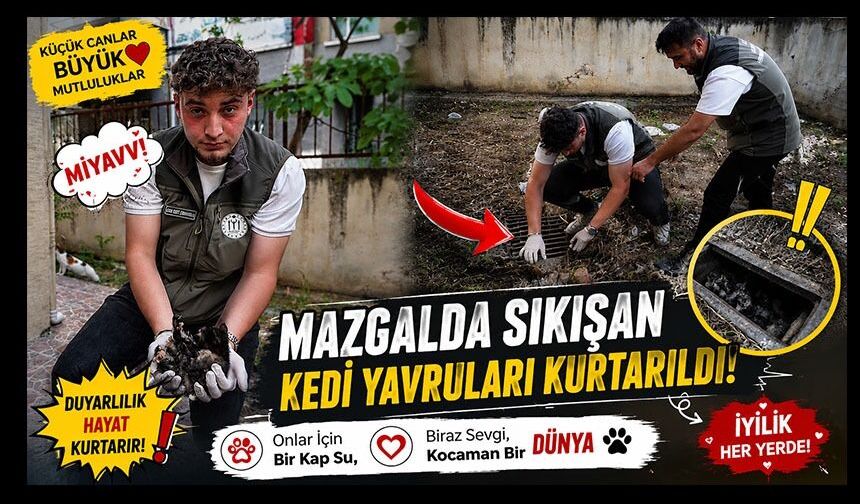 MAZGALDA SIKIŞAN KEDİ YAVRULARI KURTARILDI