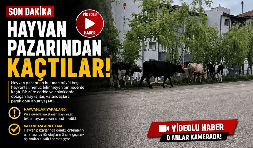 HAYVAN PAZARINDAN KAÇAN BÜYÜKBAŞ HAVANLAR GEZİNTİYE ÇIKTI