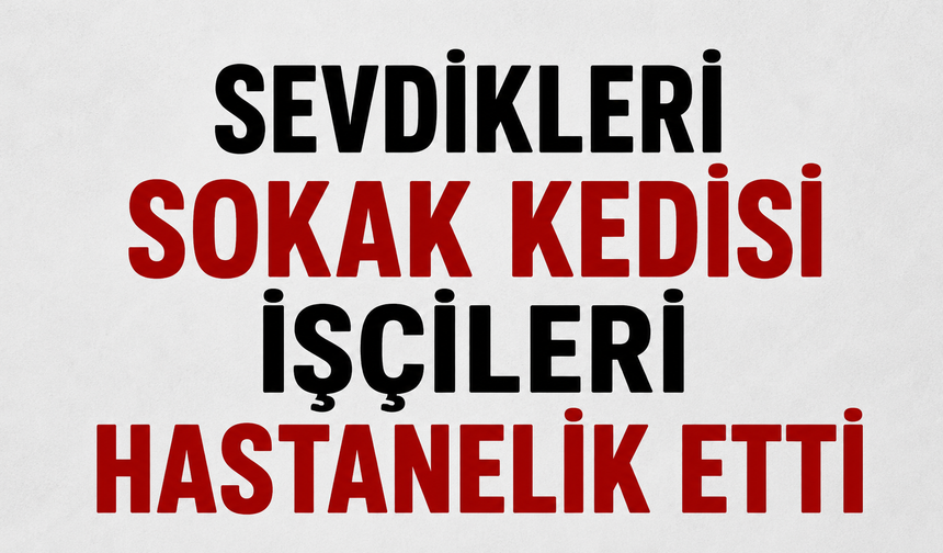 SEVDİKLERİ SOKAK KEDİSİ İŞÇİLERİ HASTANELİK ETTİ,