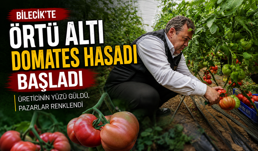 ÖRTÜ ALTI DOMATES HASADI BAŞLADI