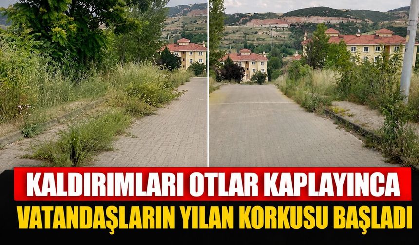 KALDIRIMLARI OTLAR KAPLAYINCA VATANDAŞLARIN YILAN KORKUSU BAŞLADI