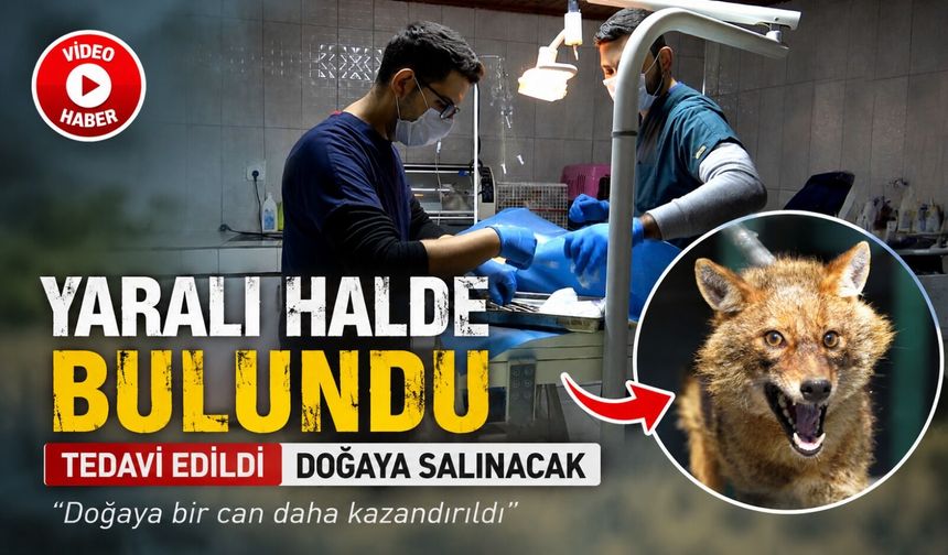 YARALI HALDE BULUNAN ÇAKAL TEDAVİ EDİLDİ