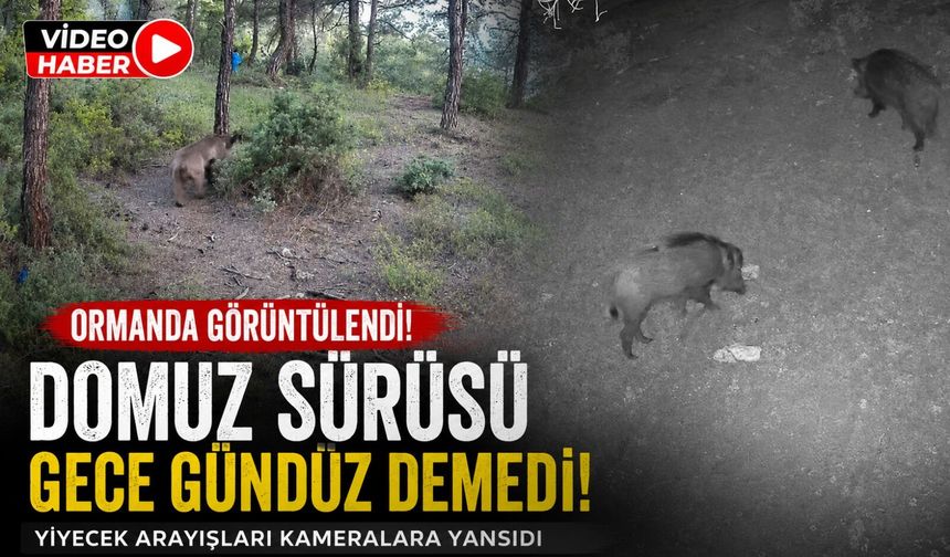YABAN HAYVANLARI FOTOKAPANA BÖYLE YANSIDI