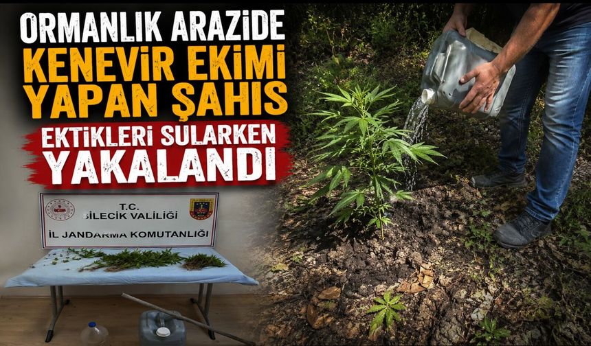 ORMANLIK ARAZİDE KENEVİR EKİMİ YAPAN ŞAHIS EKTİKLERİ SULARKEN YAKALANDI