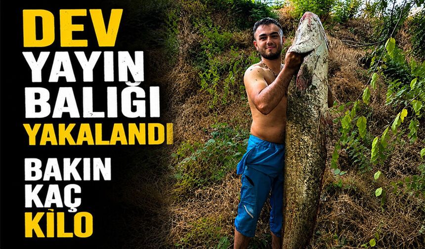 40 KİLOLUK DEV YAYIN BALIĞI YAKALANDI