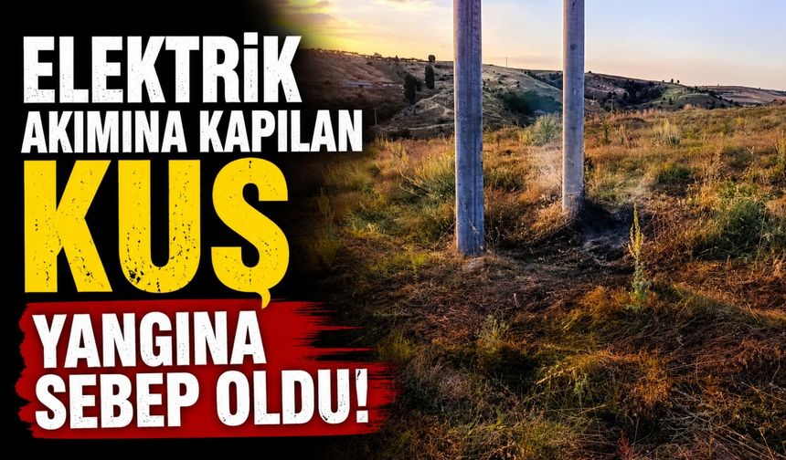ELEKTRİK AKIMINA KAPILAN KUŞ YANGINA SEBEP OLDU