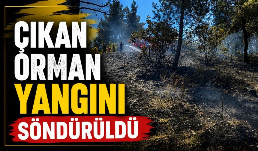 BİLECİK'TE ORMAN YANGINI ÇIKTI