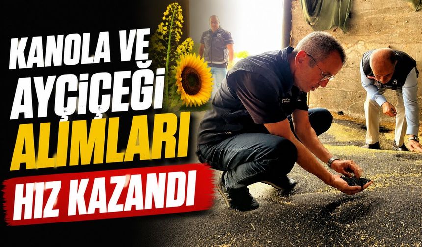 KANOLA VE AYÇİÇEĞİ ALIMLARI HIZ KAZANDI