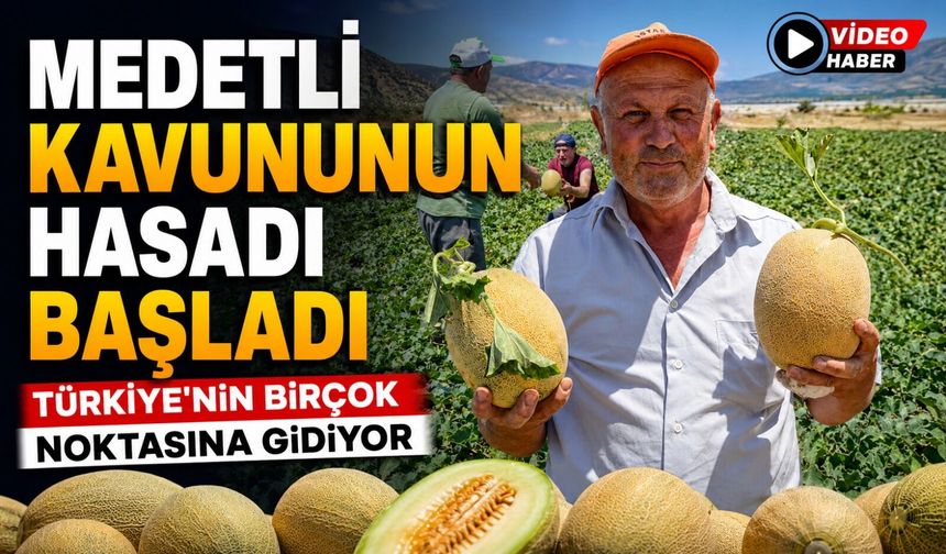 ÜNLÜ MEDETLİ KAVUNUNUN HASADI BAŞLADI