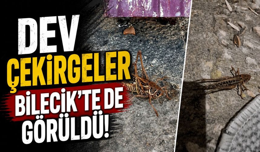 DEV ÇEKİRGELER BİLECİK'TE DE GÖRÜLDÜ