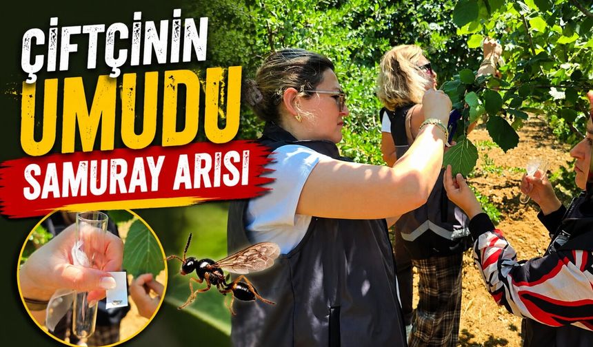 KAHVERENGİ KOKARCAYA KARŞI SAMURAY ARISI DOĞAYA SALINDI