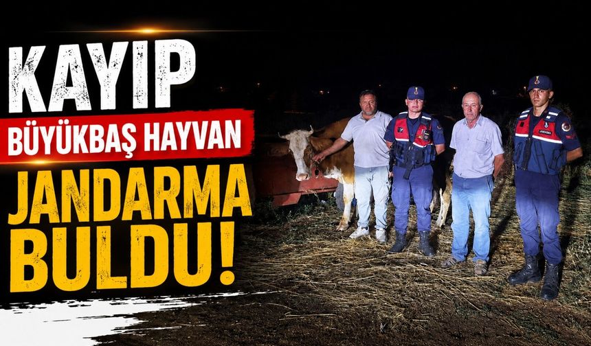 KAYIP BÜYÜKBAŞ HAYVAN JANDARMA TARAFINDAN BULUNDU