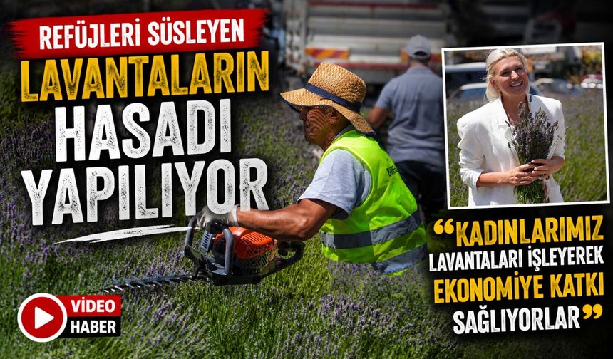 REFÜJLERİ SÜSLEYEN LAVANTALARIN HASADI YAPILIYOR
