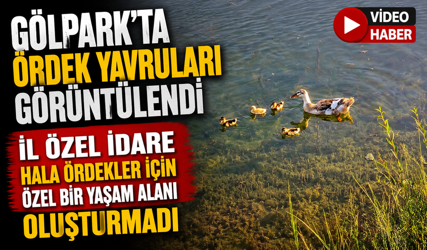 GÖLPARK'TA ÖRDEK YAVRULARI GÖRÜNTÜLENDİ