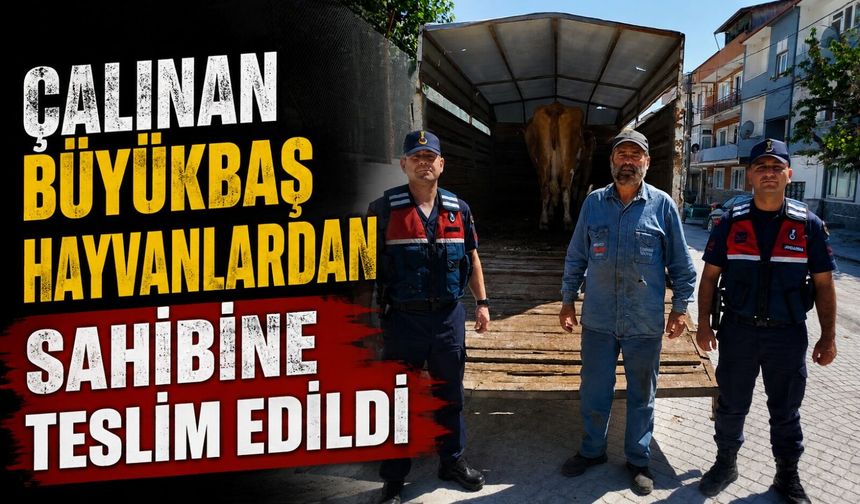 ESKİŞEHİR’DE ÇALINAN BÜYÜKBAŞ HAYVANLARDAN BİRİ BİLECİK’TE BULUNDU