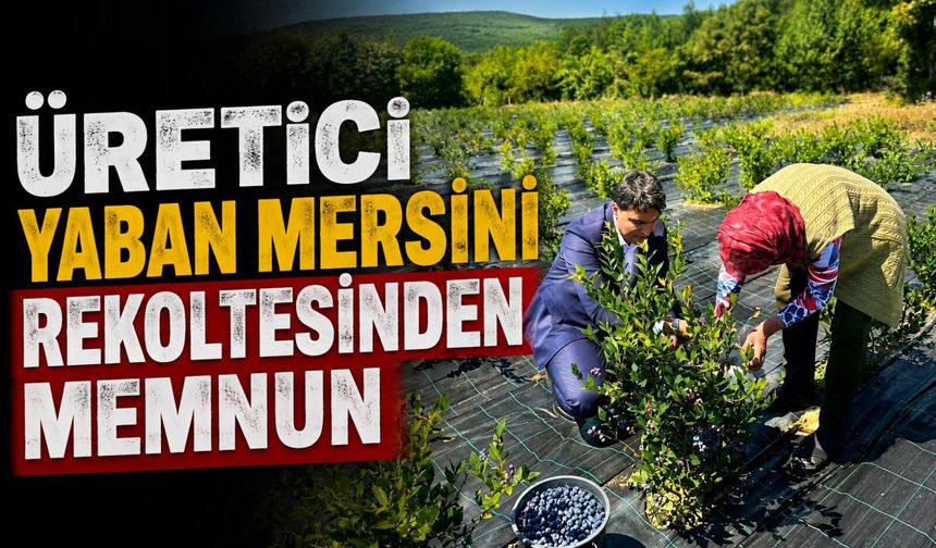 YABAN MERSİNİ HASADI YERİNDE İNCELENDİ