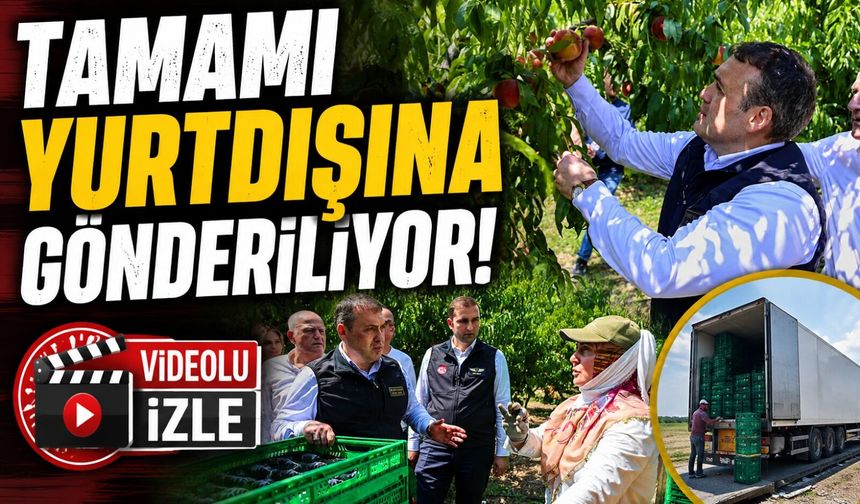 BU NEKTARİNİN TAMAMI YURTDIŞINA GÖNDERİLİYOR