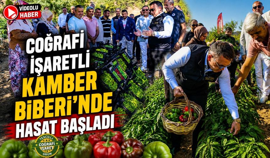 COĞRAFİ İŞARETLİ KAMBER BİBERİ'NDE HASAT BAŞLADI